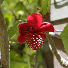 Schisandra  fleurs rouges